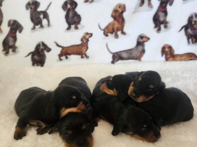 Miniature Dachshund – BD Dachshunds