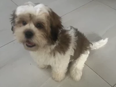 Maltese Shih Tzu – Petrie