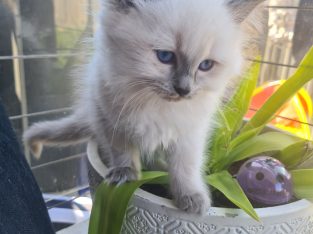 Ragdoll – Eumemmerring