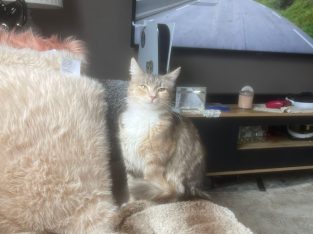 Domestic Long Hair (DLH) – Epping