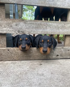 Dobermann – Wingham