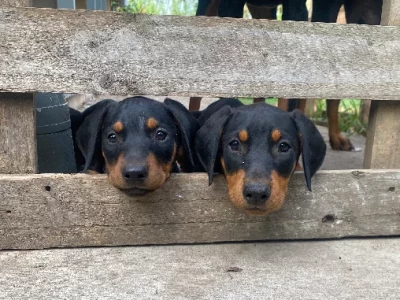 Dobermann – Wingham