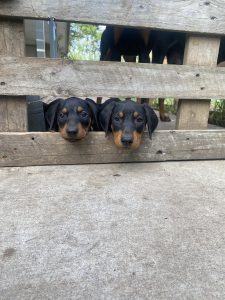 Dobermann – Wingham