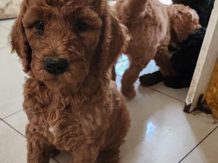 Poodle Standard – Hurstville