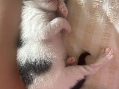 Ragdoll – Balgownie