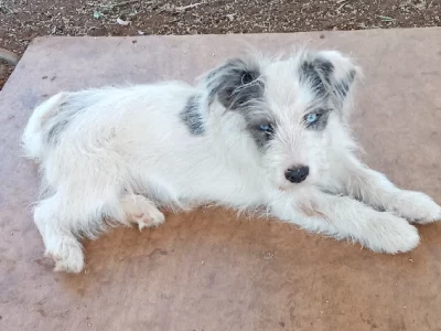 Border Collie – Wellington