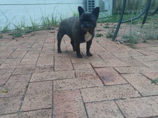 French Bulldog – Marsfield