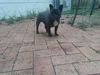 French Bulldog – Marsfield