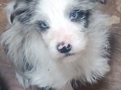 Border Collie – Wellington