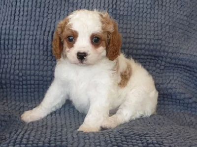 Cavoodle – Flagstone Creek