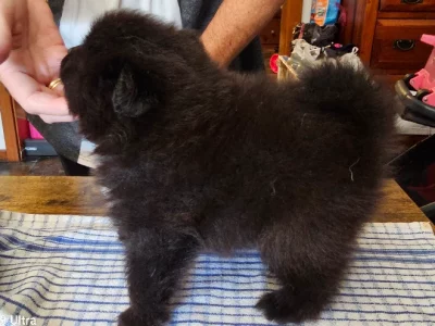 German Spitz – Queenstown