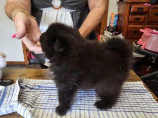 German Spitz – Queenstown