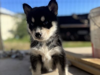 Husky – Greenacres