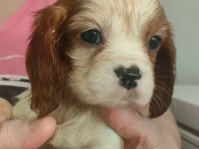 Cavalier King Charles Spaniel – Sanctuary Point