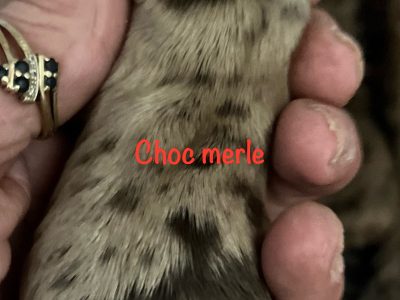 Yorkshire Terrier – Sydney