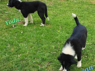 Border Collie – Attunga
