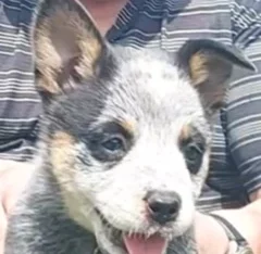 Australian Cattle Dog – Penrith