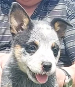 Australian Cattle Dog – Penrith