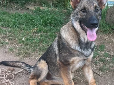 German Shepherd – Sam – Wildwolf German Shepherds