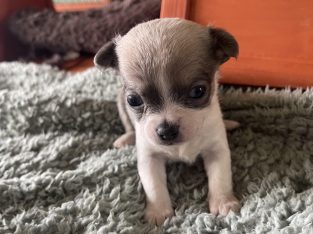 Chihuahua – Bothwell