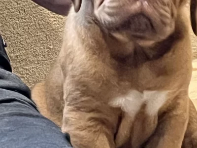 Dogue De Bordeaux – Bathurst