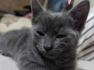 Russian Blue – Kingston