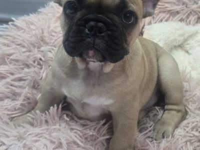 French Bulldog – Glenfield