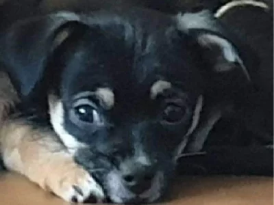 Other Dogs – Altona Meadows