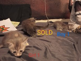 Russian Blue – Ipswich