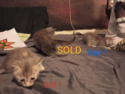 Russian Blue – Ipswich