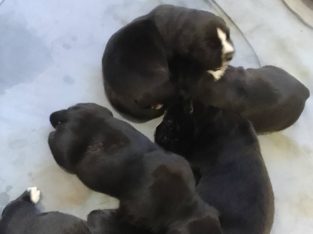 Mastiff – Blackett