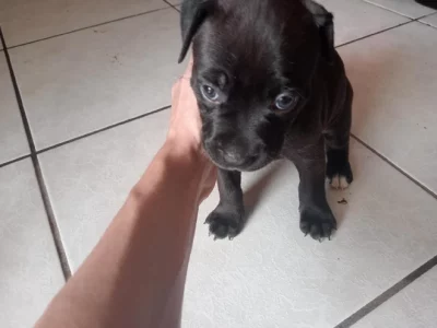 American Staffordshire Bull Terrier – Upper Coomera