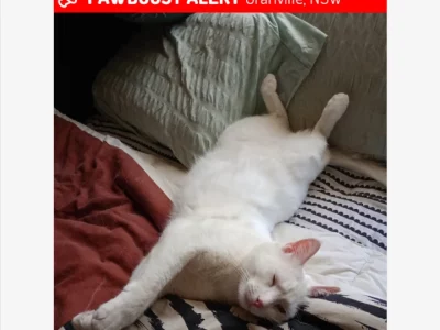 Domestic Medium Hair (DMH) – Granville