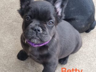 French Bulldog – Penrith