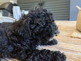 Moodle – Koonawarra