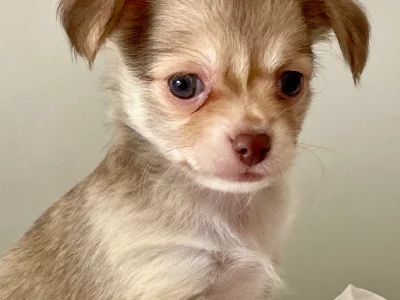 Chihuahua – Atwell