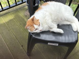 Domestic Short Hair (DSH) – Woy Woy