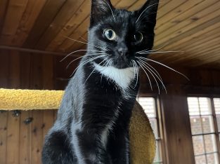 Domestic Short Hair (DSH) – Roseville