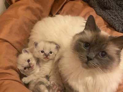 Ragdoll – Kilmore