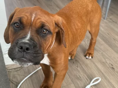 Dogue De Bordeaux – Doveton