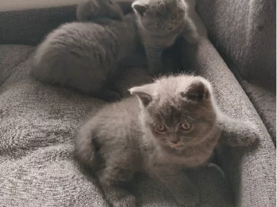 British Shorthair – Marsden Park