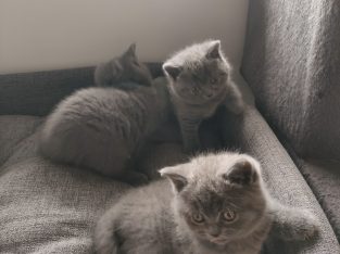 British Shorthair – Marsden Park