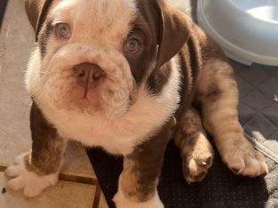 British Bulldog – Oakey