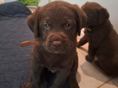 Labrador Retriever – Pine Mountain