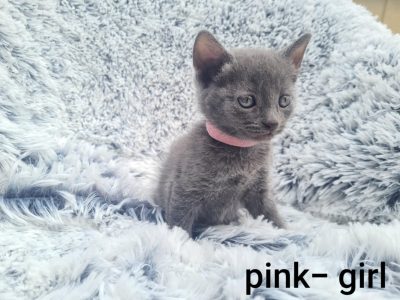 Russian Blue – Kilkenny