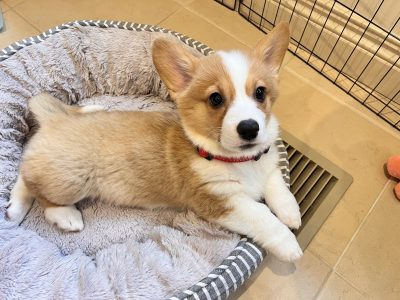 Corgi – Oak Park