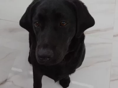 Labrador Retriever – Quakers Hill