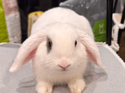 Rabbit – Eastgardens