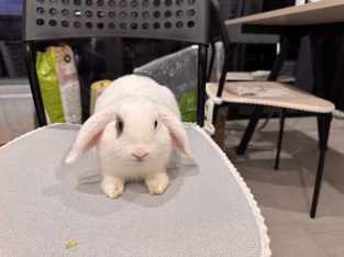 Rabbit – Eastgardens