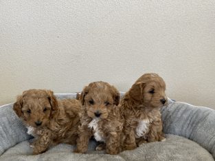 Toy Poodle – Altona Meadows